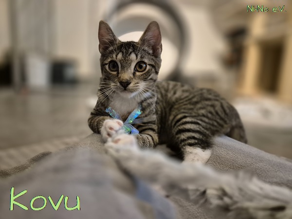 Kitten Kovu spielt mit einem Band