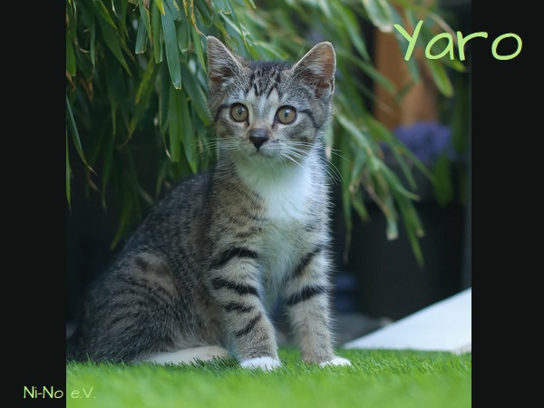 Kitten Yaro sitzt im Garten