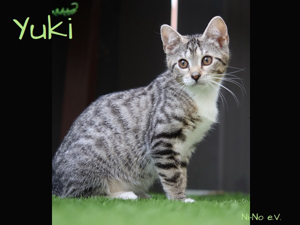 Kitten Yuki sitzt im Garten