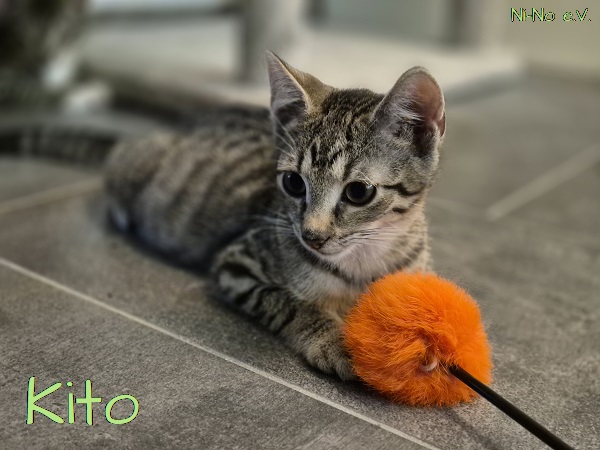 Kitten Kito spielt mit einem orangen Spielzeug